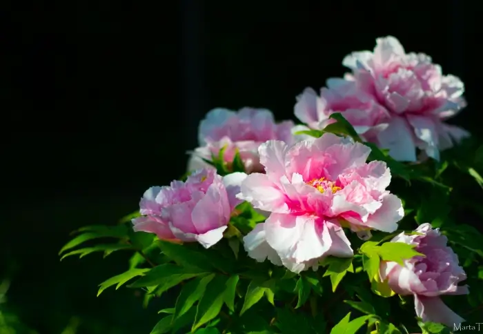 Tavaszi fáradtság – mit tegyünk ellene?