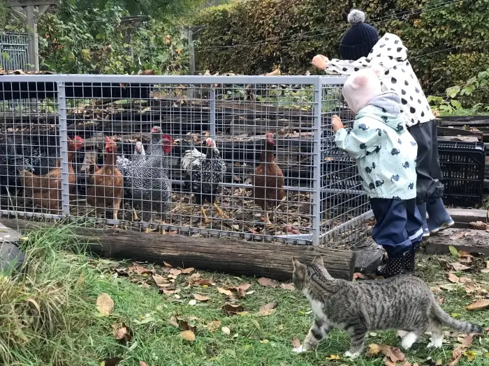 Tyúkudvar a Patikakertben