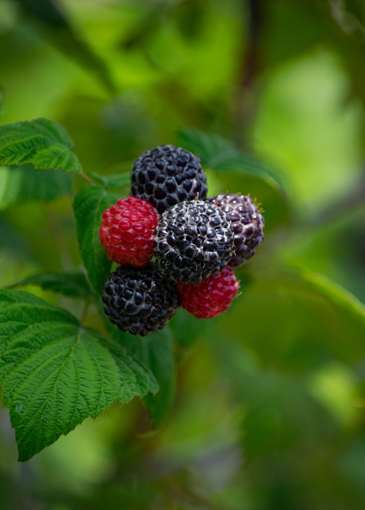 Fekete málna | Rubus Occidentalis