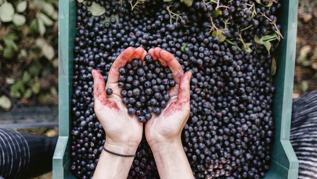 feketeberkenye ládában, két kézzel belemarkolva
