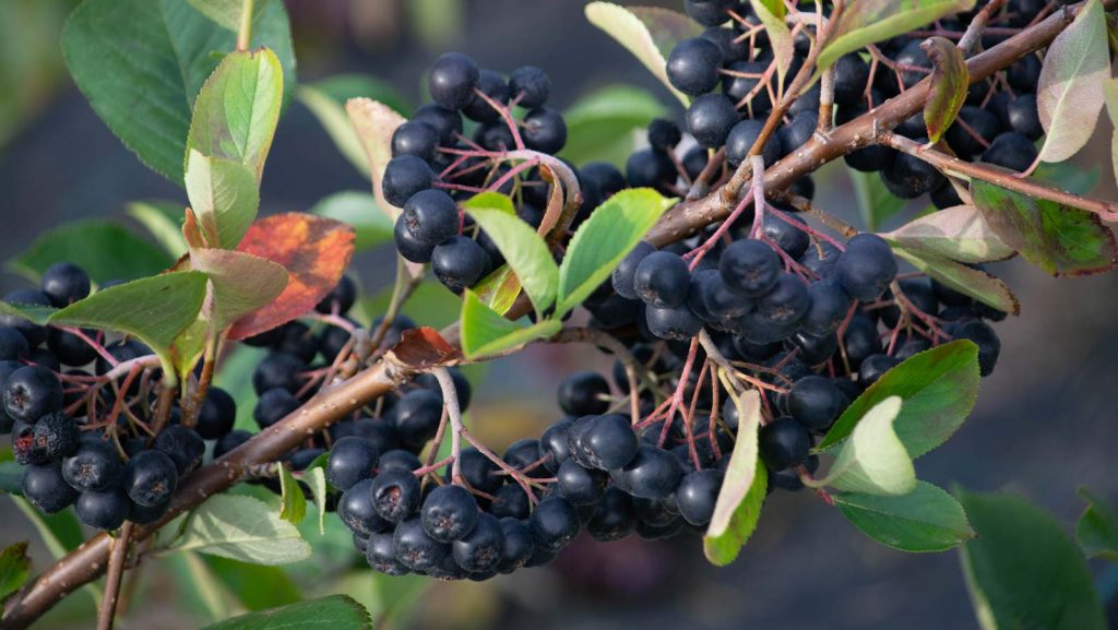 A fekete berkenye csodája (2. rész)