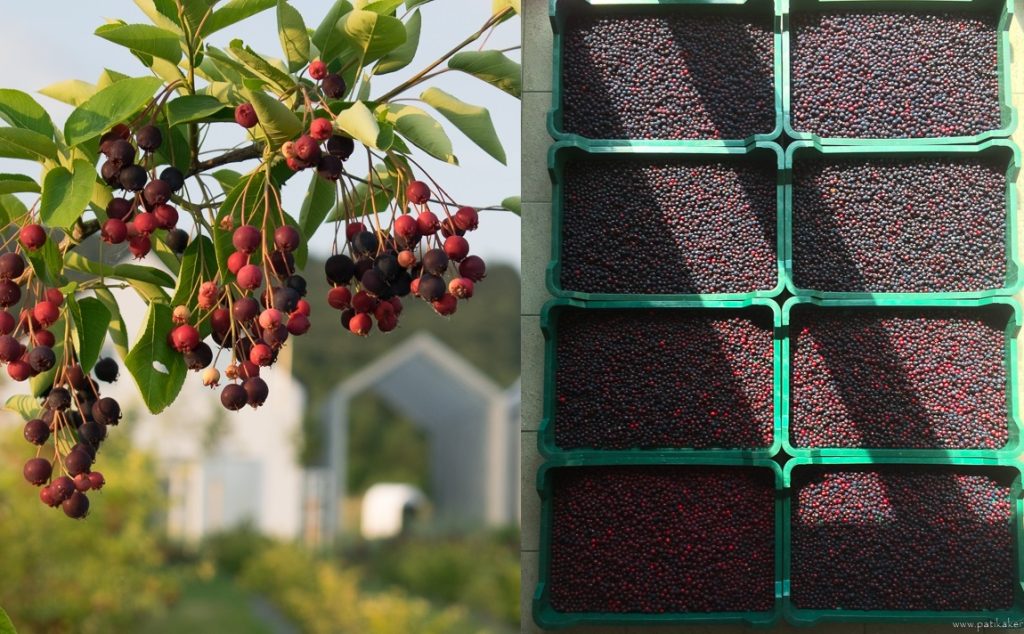 Amelanchier Alnifolia – Égerlevelű Fanyarka